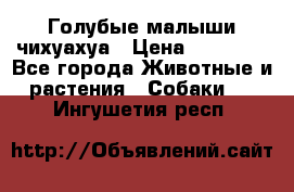 Голубые малыши чихуахуа › Цена ­ 25 000 - Все города Животные и растения » Собаки   . Ингушетия респ.